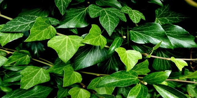 Poisonous Beauties: What Every Gardener Should Know