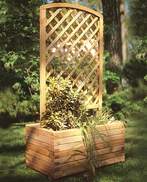 Jardinera con Celosia