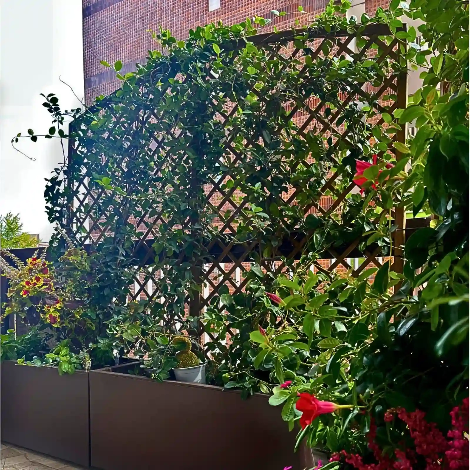 Traliccio Inglese Convesso h163/183/163 x 183 cm