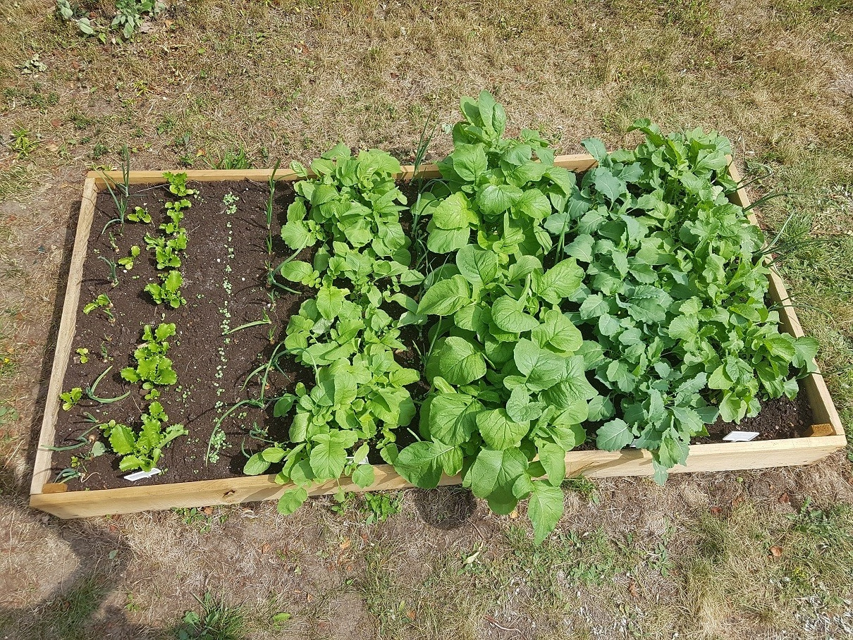 Inspección en bruto h15x90x180 tablero 2x15