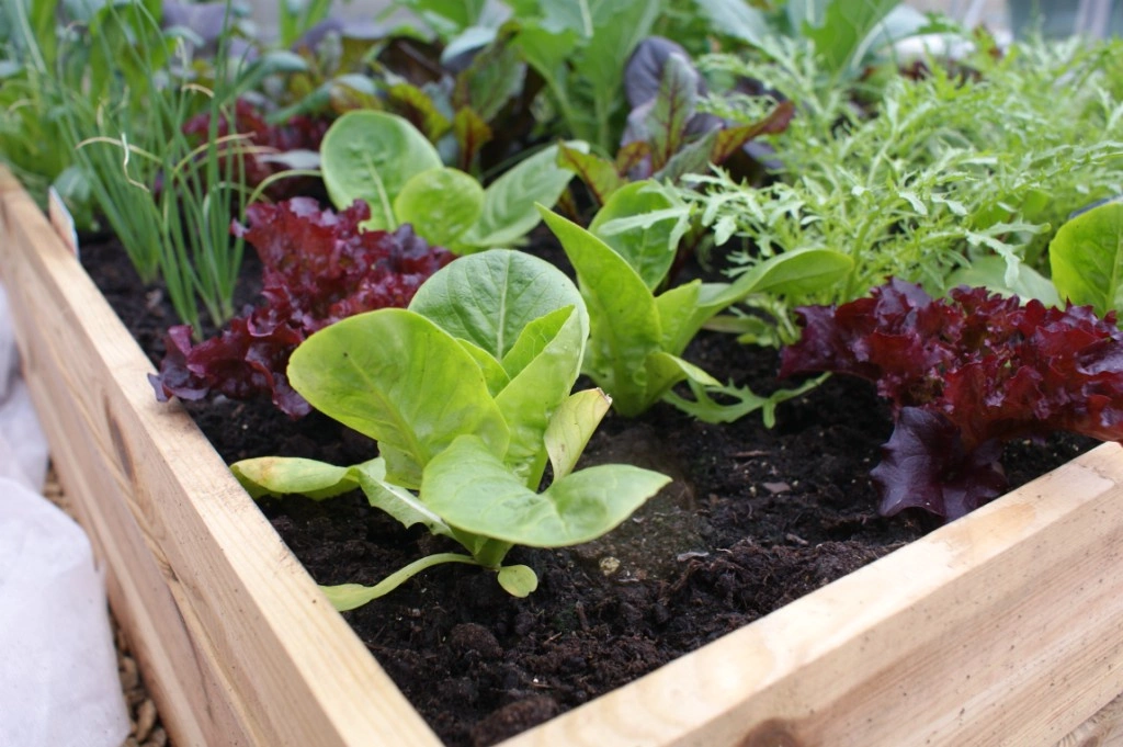 Inspección en bruto h15x90x180 tablero 2x15