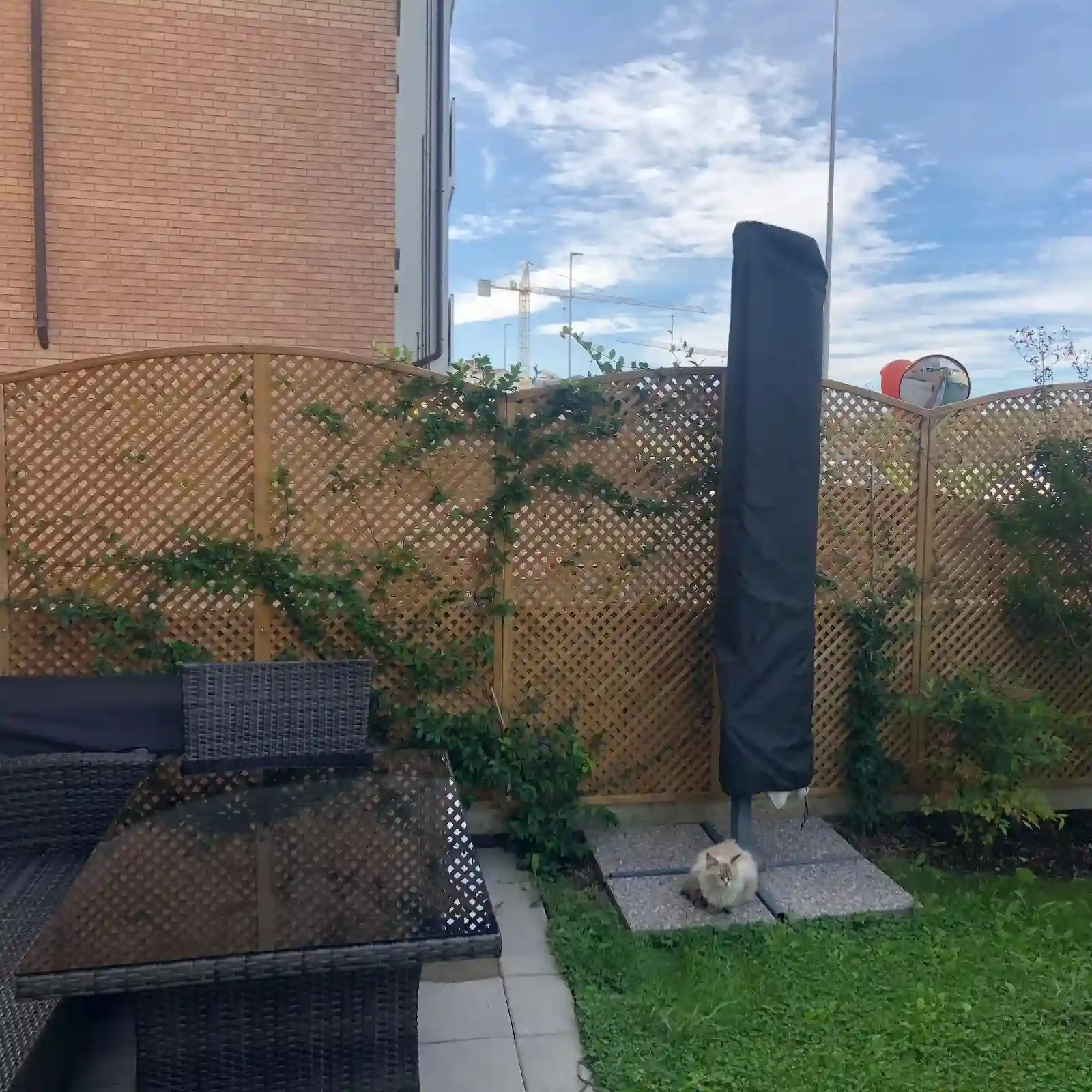 Traliccio Clementine ad arco h163/183/163 x 183 cm